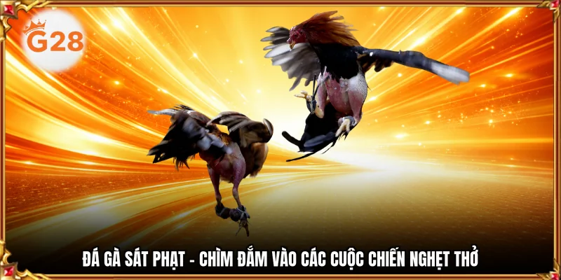 đá gà sát phạt